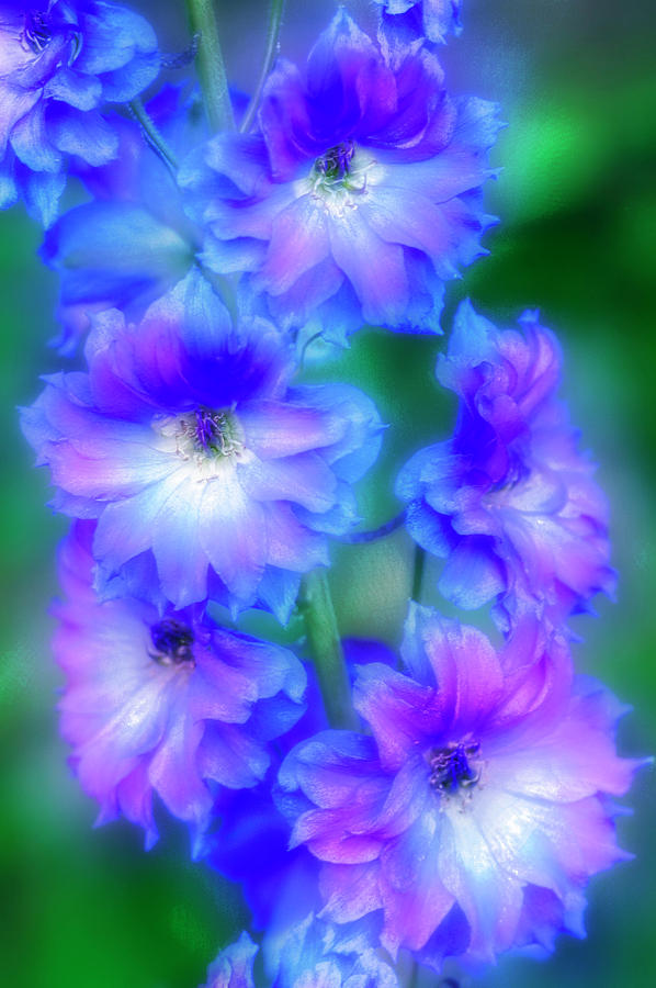Nature Photograph - New Zealand Delphinium pagans Purple by Maria Mosolova/science Photo Library