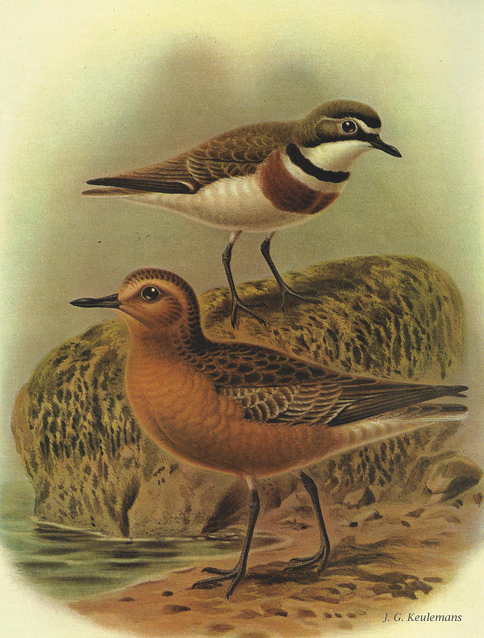 John James Audubon Painting - New Zealand Dotterel and Banded Dotterel by Dreyer Wildlife Print Collections 