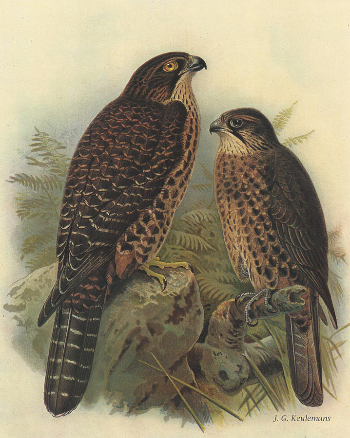 John James Audubon Painting - New Zealand Falcon by Dreyer Wildlife Print Collections 