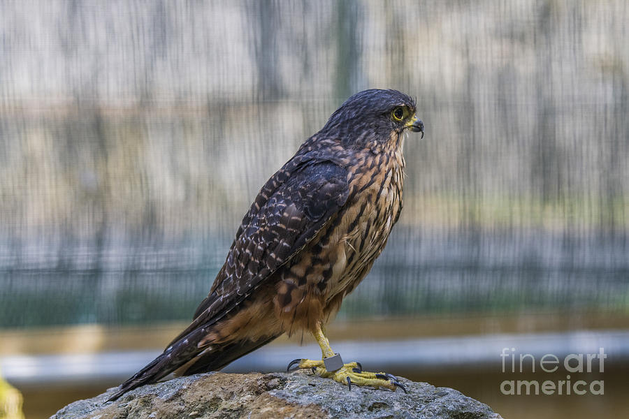 New Zealand falcon Photograph by Patricia Hofmeester