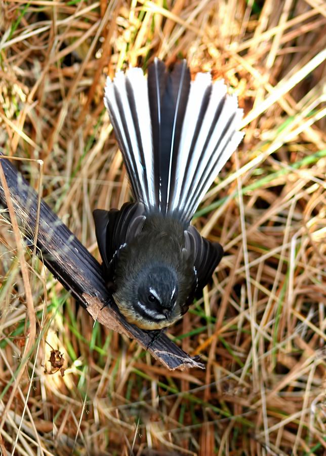 New Zealand Fantail Photograph by Amanda Stadther