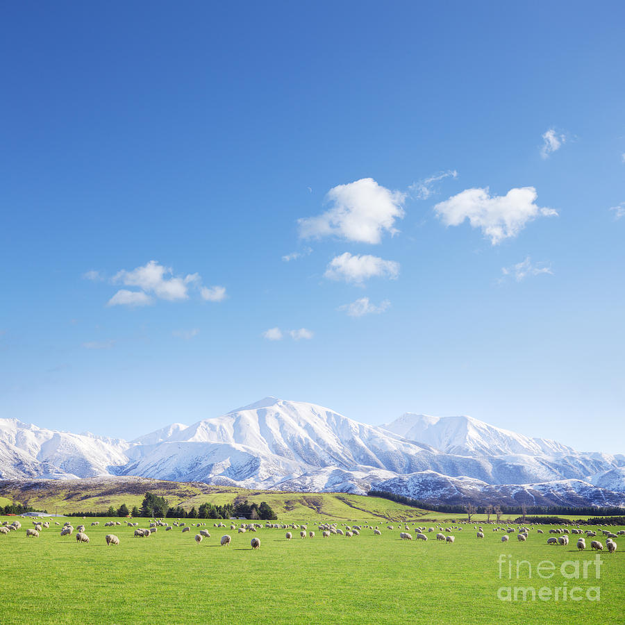Mountain Photograph - New Zealand Farmland Square by Colin and Linda McKie