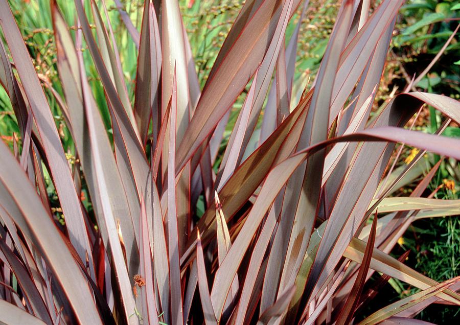 New Zealand Flax (phormium bronze Baby) Photograph by Science Photo Library New Zealand Flax (phormium bronze Baby) Photograph by Science Photo Library