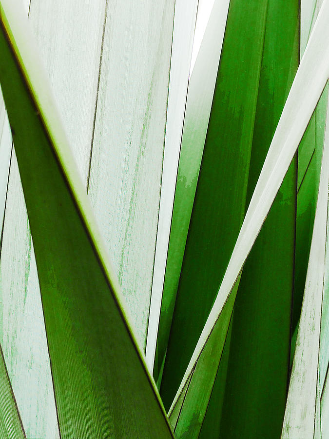Abstract Photograph - New Zealand Flax Simplified by Steve Taylor
