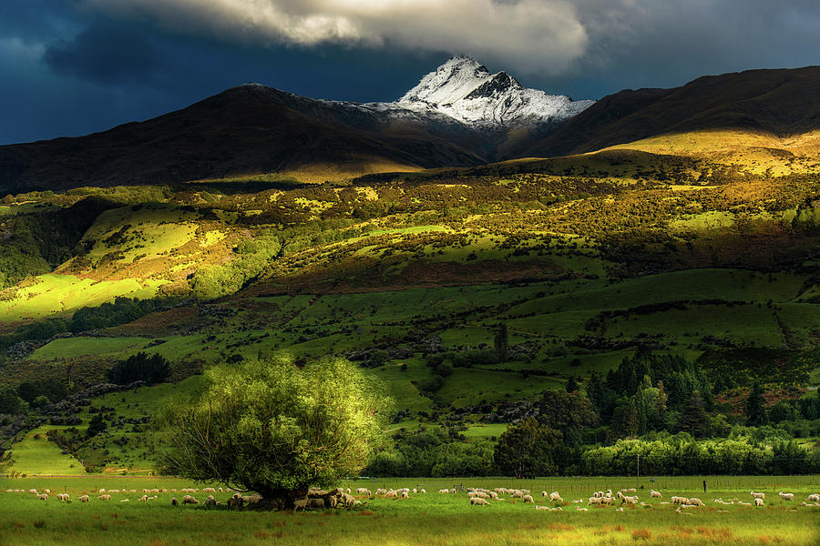 New Zealand Green Field And Mountain Photograph by Coolbiere Photograph
