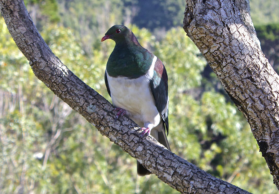 New Zealand Kereru, Wood Pigeon Photograph by Venetia Featherstone-Witty