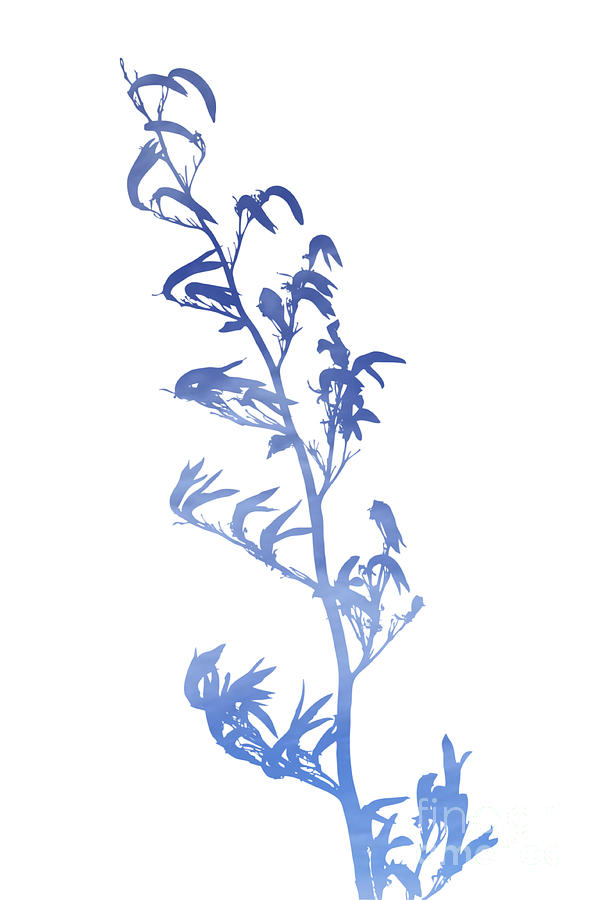 New Zealand native flax plant or harakeke in silhouette filled with sky ...