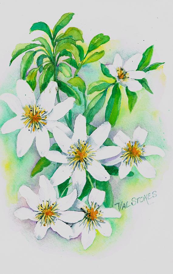 New Zealand Natives.clematis Paniculata Painting by Val Stokes