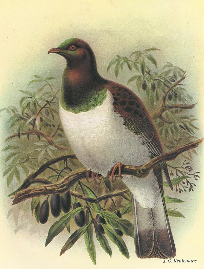 John James Audubon Painting - New Zealand Pigeon by Dreyer Wildlife Print Collections 
