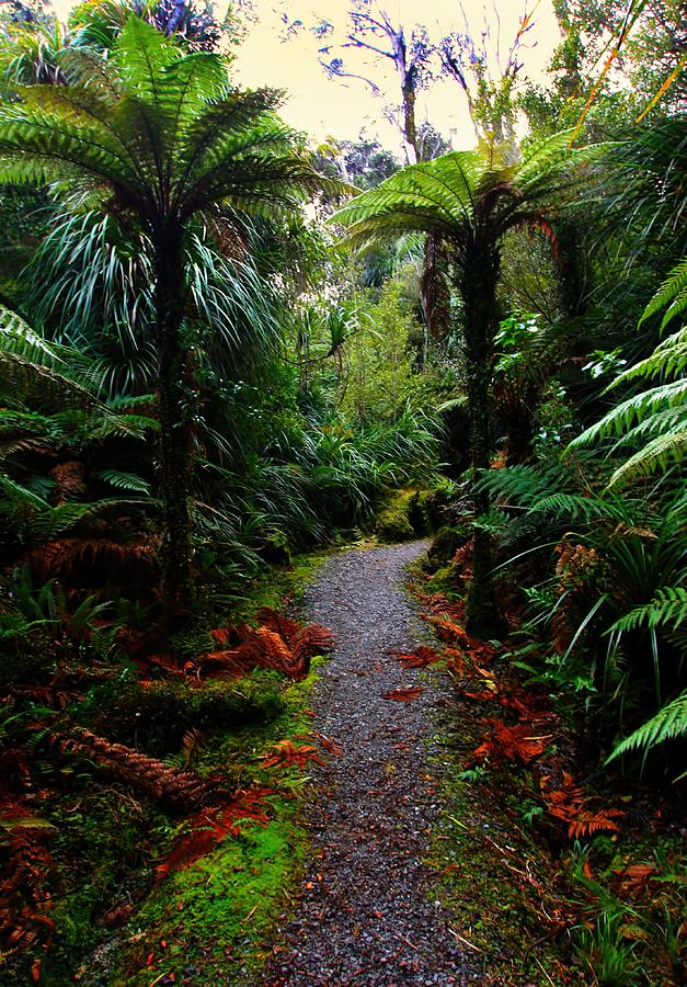 New Zealand Rainforest Photograph by Amanda Stadther