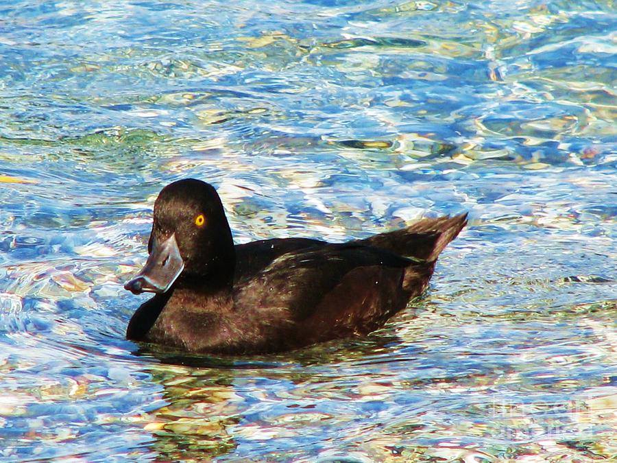 New Zealand Scaup Photograph by Michele Penner