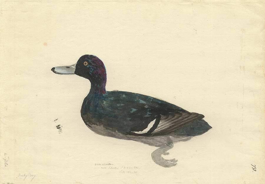 New Zealand Scaup Photograph by Science Photo Library New Zealand Scaup Photograph by Science Photo Library