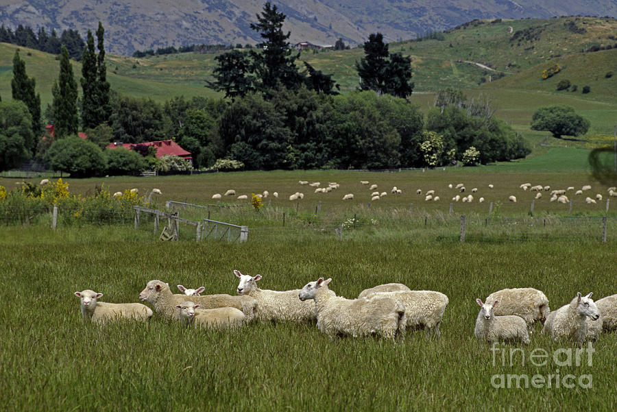 New Zealand Sheep Farm Photograph by Craig Lovell