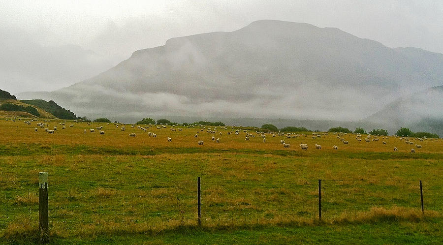 Sheep Photograph - New Zealand Sheep Farm by Stuart Litoff