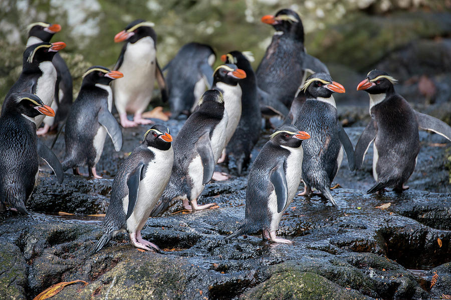 New Zealand, Snares Islands, The Snares Photograph By Cindy Miller 