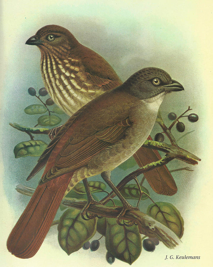 John James Audubon Painting - New Zealand Thrush by Dreyer Wildlife Print Collections 