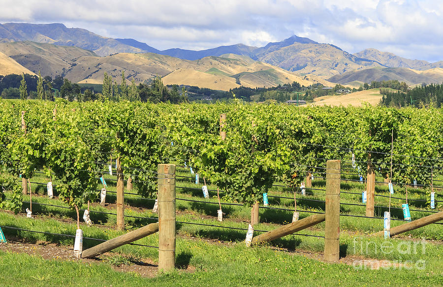 New Zealand vineyard Photograph by Patricia Hofmeester