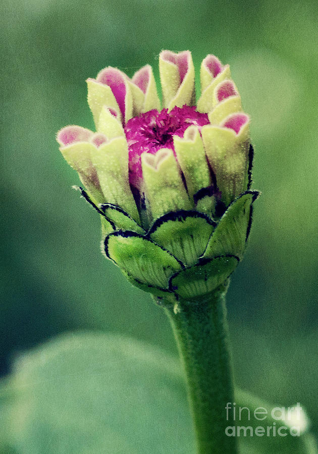 New Zinnia Photograph by Pam  Holdsworth