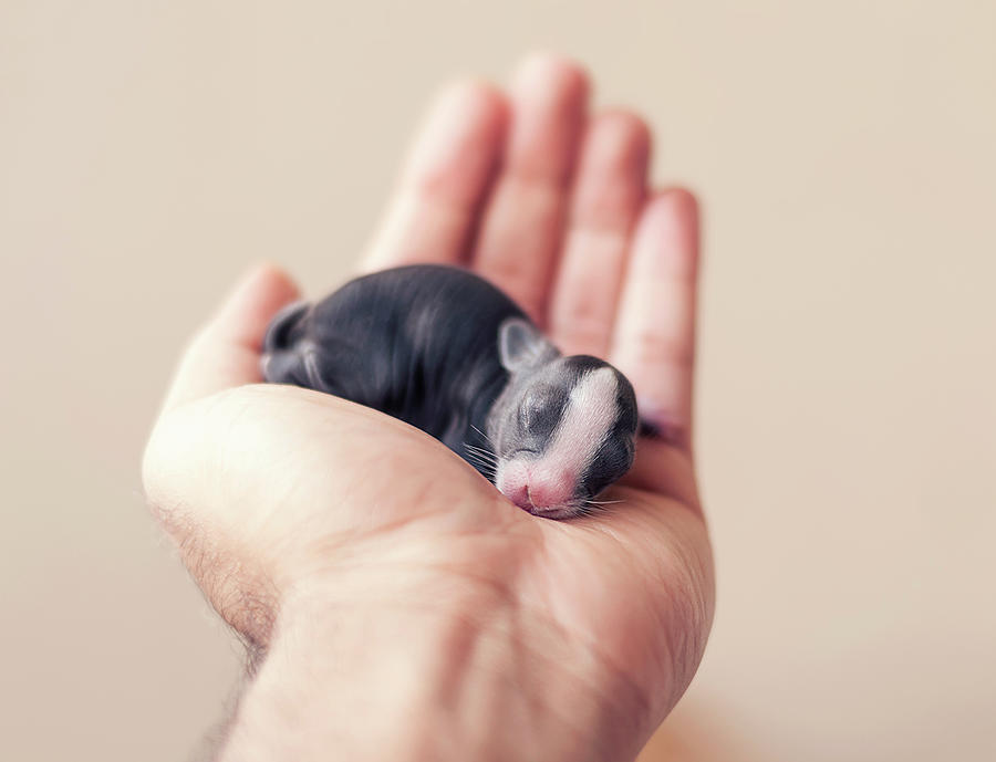 Newborn Baby Bunny In Hand Photograph by Ashraful Arefin Photography
