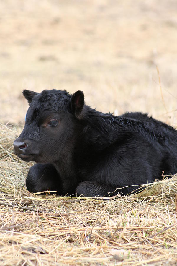 Newborn calf Photograph by Becky Tipton - Fine Art America