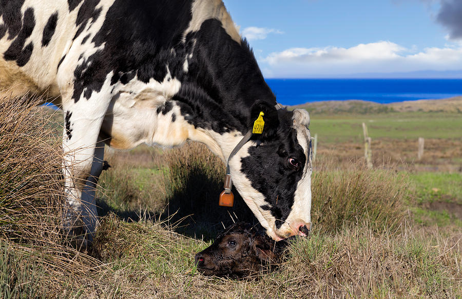 Newborn Calf on the Pacific Coast Photograph by Kathleen Bishop