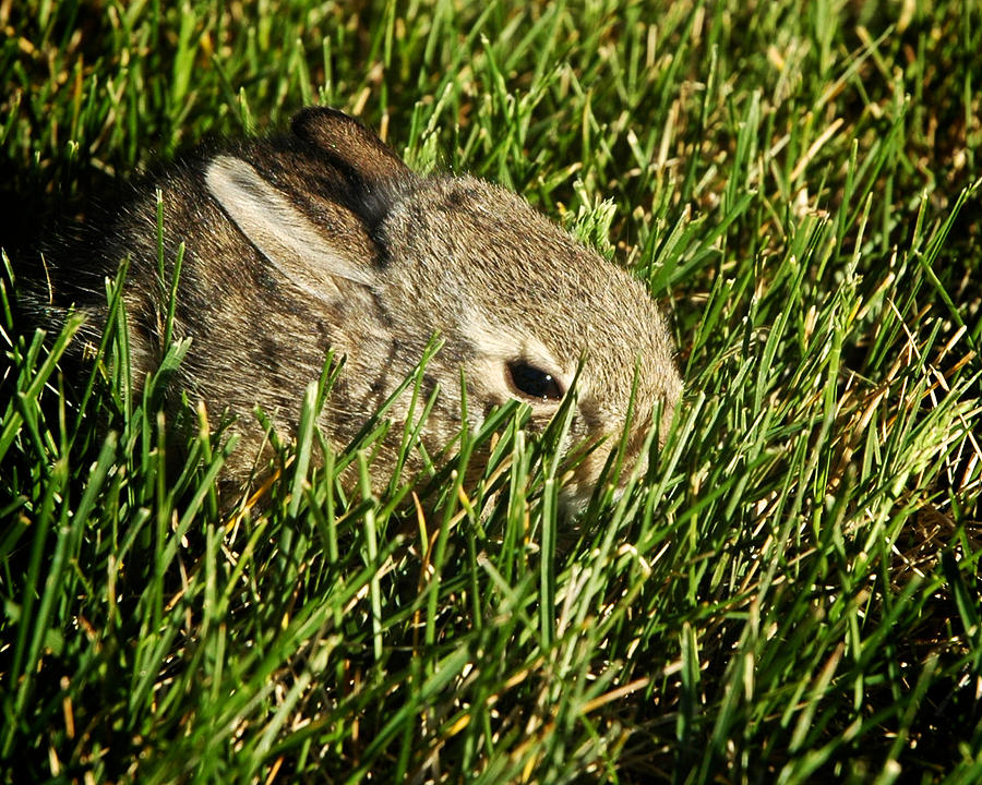 The Baby Cottontail Photograph by Mary Lee Dereske