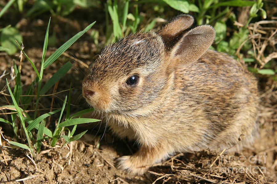 Newborn Eastern Cottontail Photograph by Neal Eslinger