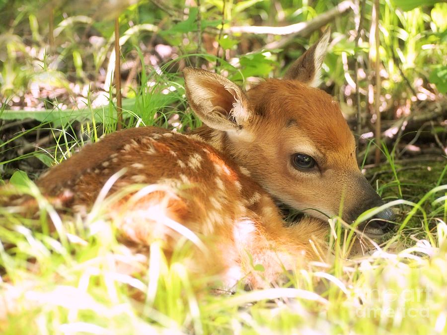 Newborn Fawn Photograph by Angie Rea