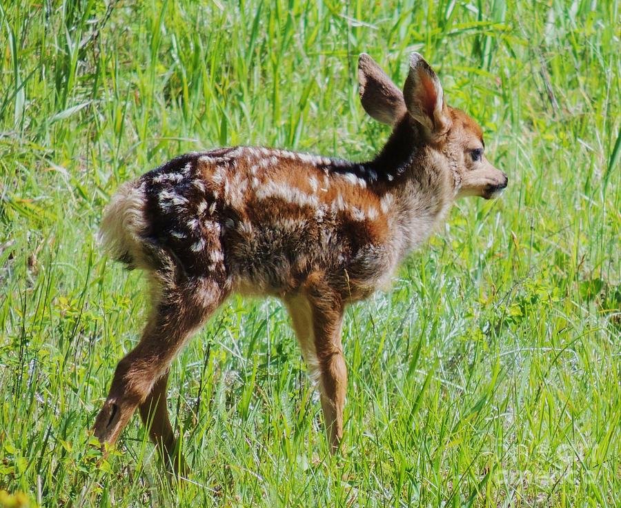 Newborn Fawn  Photograph by Michele Penner
