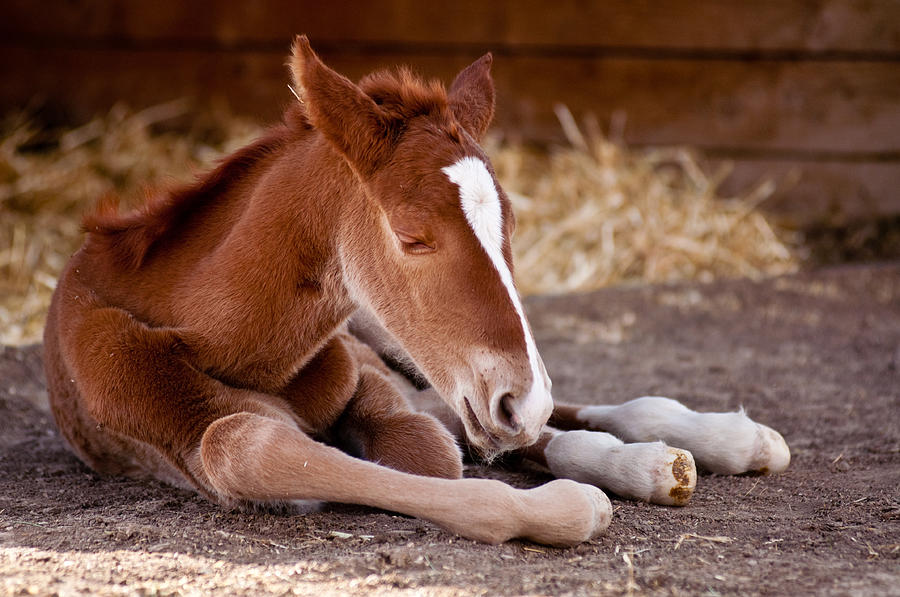 Newborn Filly  Photograph by Eric Rundle