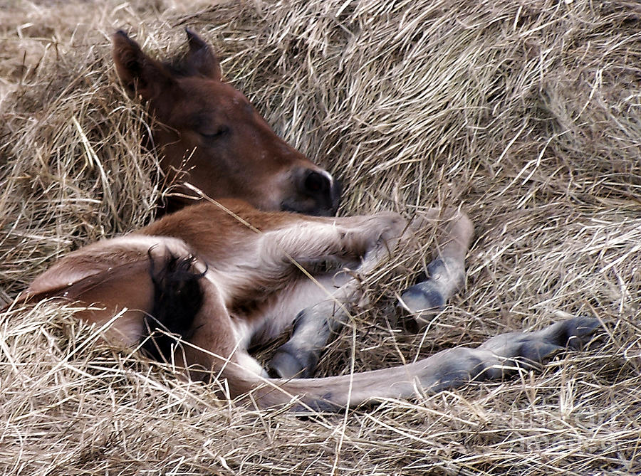 newborn baby horses