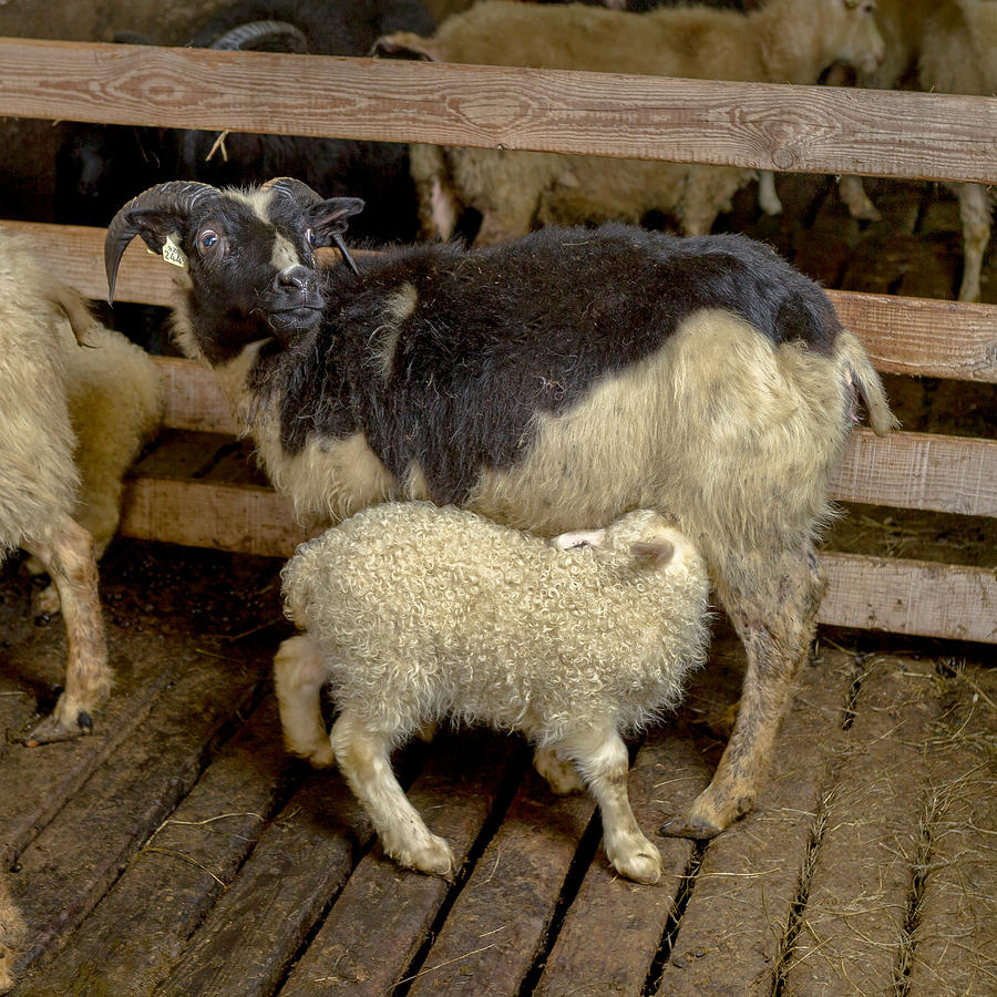 Sheep Photograph - Newborn Lamb Feeding From Ewe, Eastern by Panoramic Images