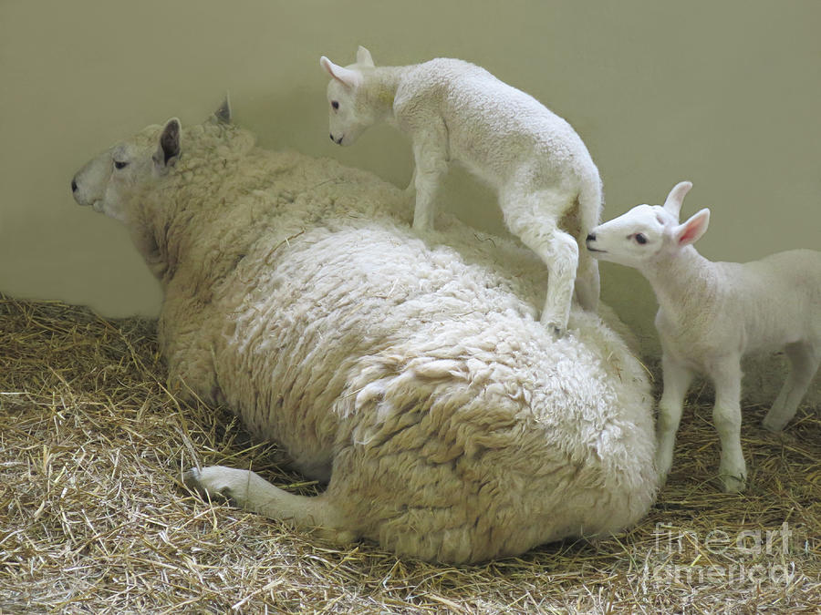 Newborn Lambs at Play Photograph by Ann Horn