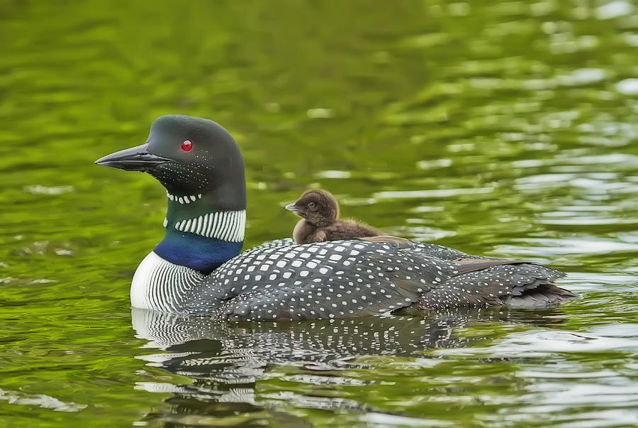 Newborn Loon Chick with Parent Photograph by John Vose