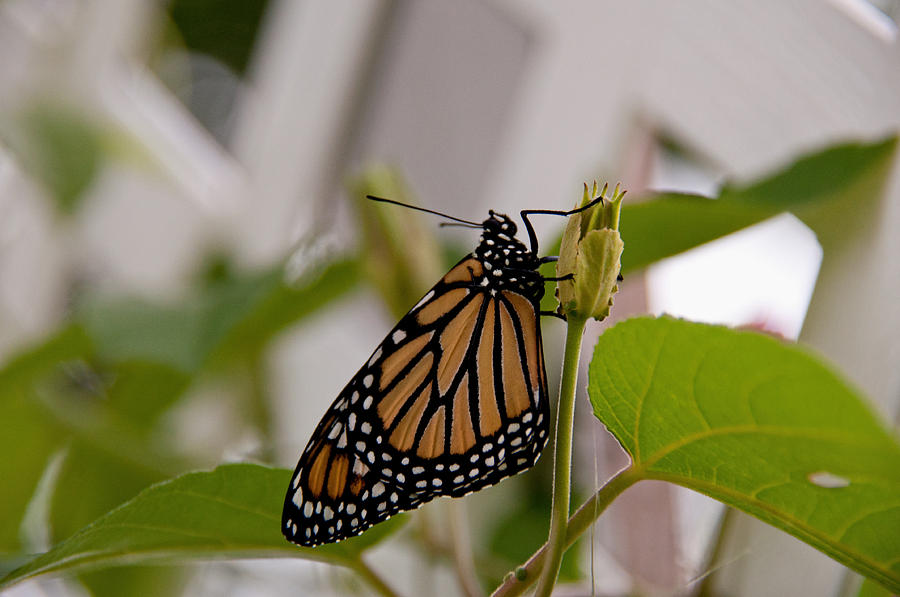 Monarch Butterfly Photograph by John Black