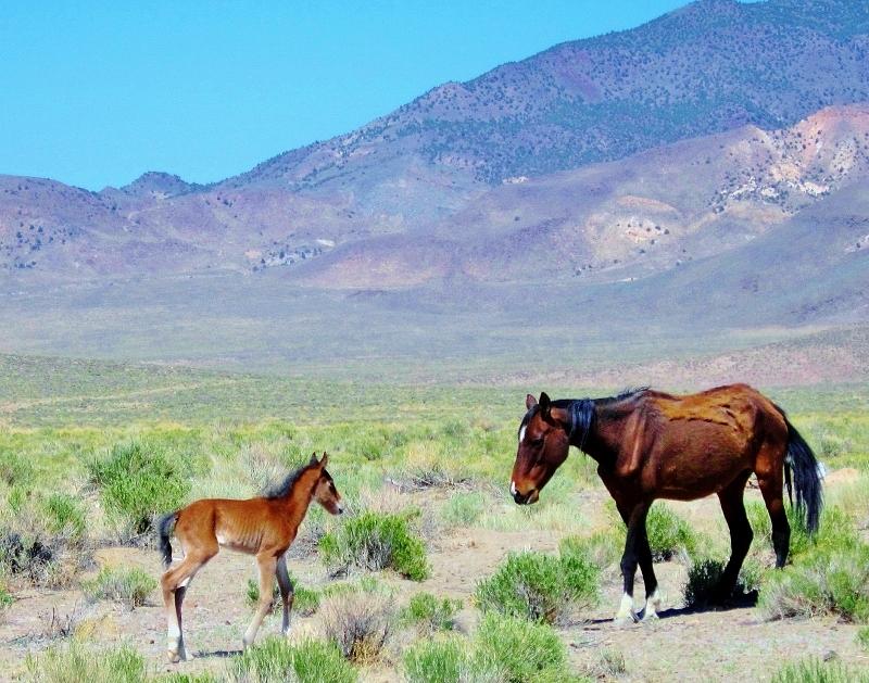 Horse Photograph - Newborn Mustang Foal by Marilyn Diaz