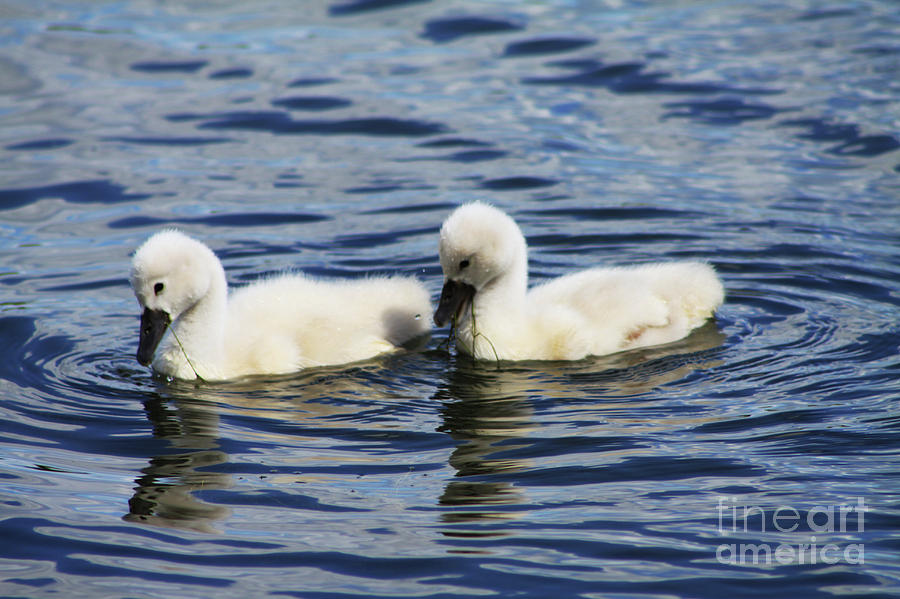 Newborn Mute Swans Photograph by Alyce Taylor