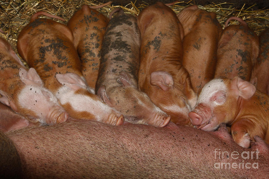 Pig Photograph - Newborn Piggies by Rebecca Brooks