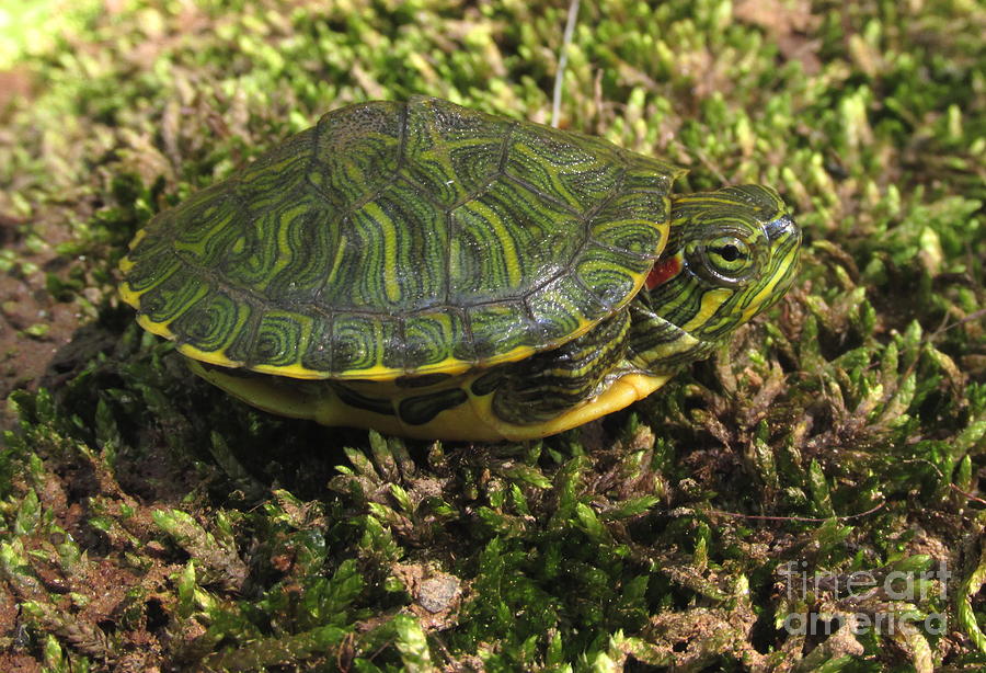 Red Ear Slider Hatchling Photograph by Joshua Bales - Pixels