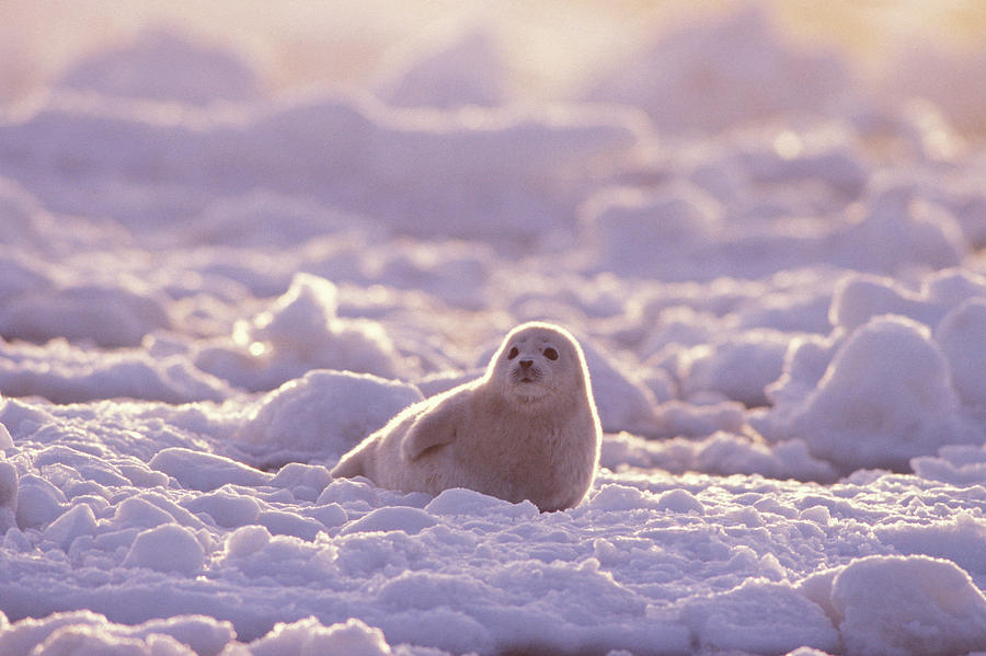 Newborn Spotted Seal Pup On The Pack Photograph by Steven J. Kazlowski ...