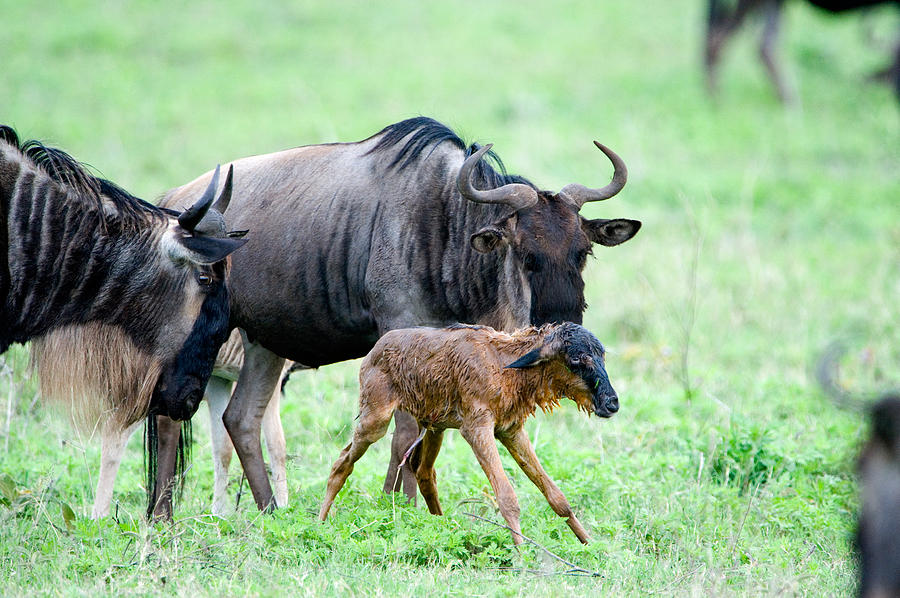 Wildlife Photograph - Newborn Wildebeest Calf by Panoramic Images