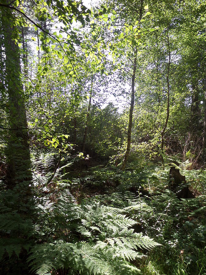 Newborough forest wales Photograph by Marc Godfrey | Fine Art America