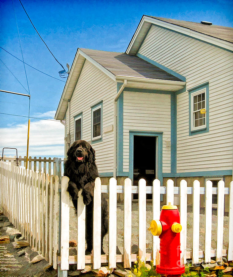 Newfoundland dog in Newfoundland Photograph by Les Palenik