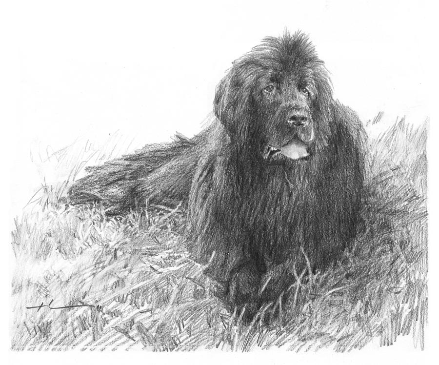 Newfoundland Dog Pencil Portrait Drawing by Mike Theuer Fine Art America