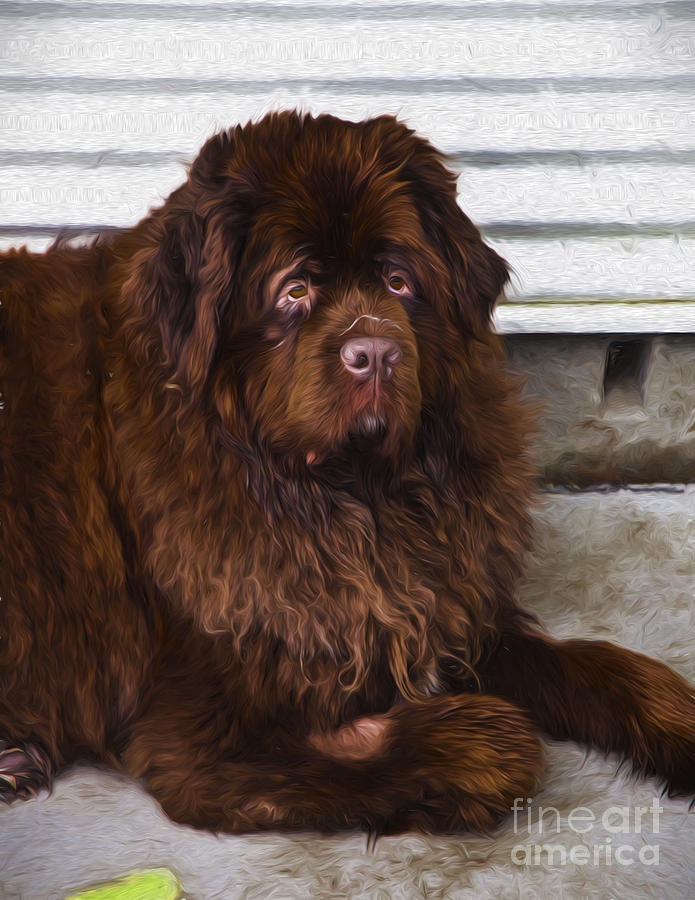 Dog Photograph - Newfoundland dog by Sheila Smart Fine Art Photography