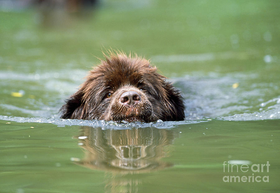 Newfoundland Dog, Swimming In River Photograph by John Daniels