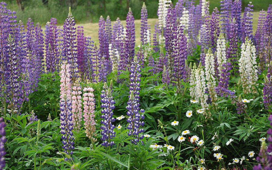 Newfoundland Lupines Photograph by Colleen English - Fine Art America