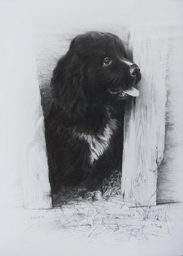 Animal Drawing - Newfoundland Puppy by William Russell Nowicki
