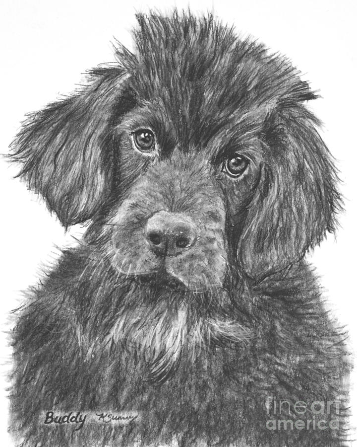 Newfoundland Puppy Sketch Drawing by Kate Sumners Fine Art America