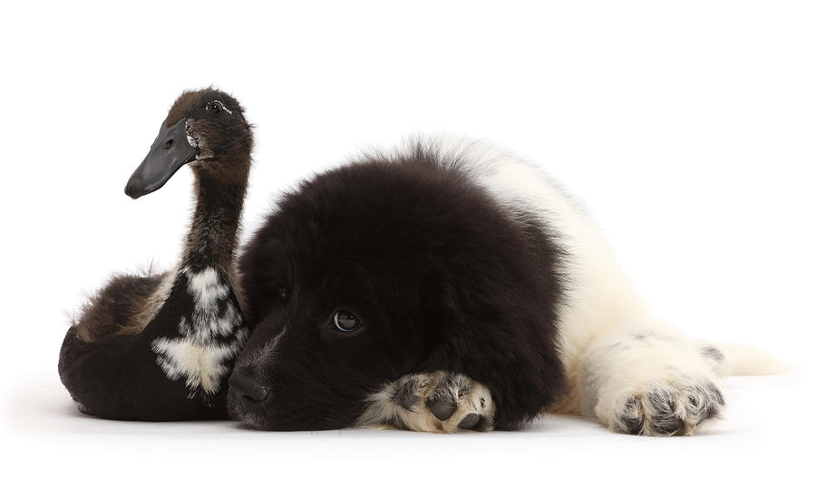 Newfoundland Puppy With Indian Runner Photograph by Mark Taylor